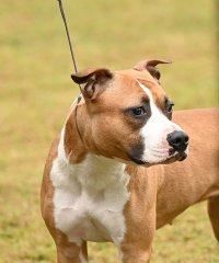 ASTCQ 2025 ASTCQ 2025